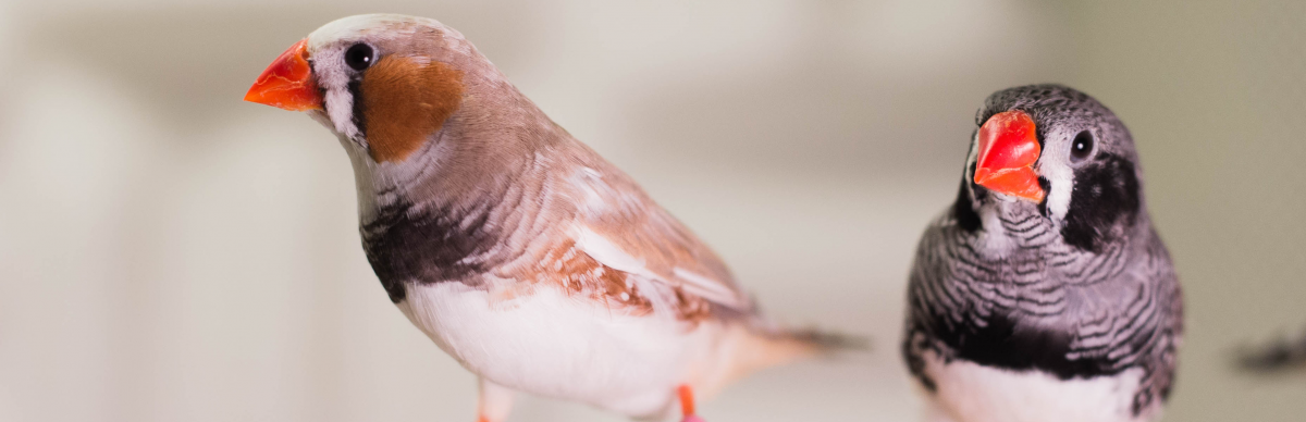 Czy śpiew ptaków i ludzka mowa mają wspólne korzenie biologiczne?